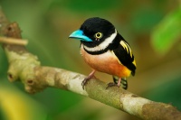 Lobos zlutocerny - Eurylaimus ochromalus - Black-and-yellow Broadbill o7099